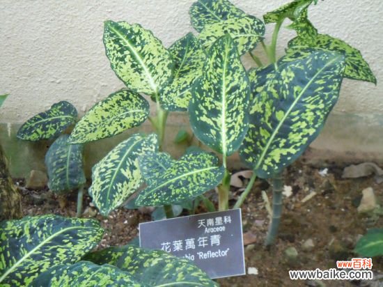 扦插繁殖花叶万年青应注意些什么