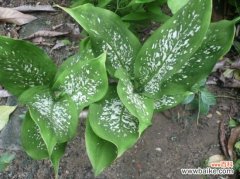 花叶万年青是否有毒？可否水养