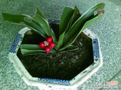 花叶万年青与万年青在栽培上有何不同