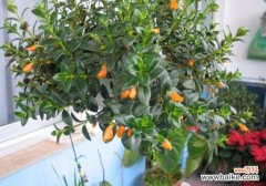 怎样科学栽培吊盆金鱼花？金鱼花性喜高温、高湿环境