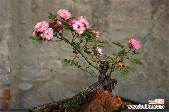 月季花什么时候剪枝?月季花剪枝的注意事项