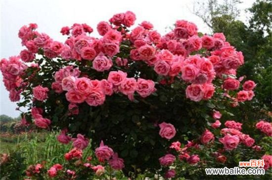 附带养殖方法 月季花可以浇茶叶水吗?不可以