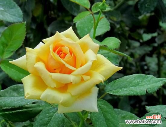 3种 月季花什么时候扦插?月季花的扦插方法