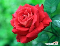 3种 月季花什么时候扦插？月季花的扦插方法