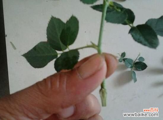 3种 月季花什么时候扦插?月季花的扦插方法