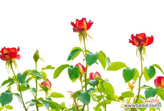 3种 月季花什么时候扦插?月季花的扦插方法