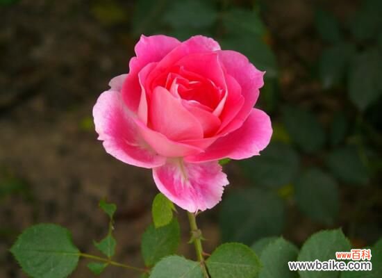 3种 月季花什么时候扦插?月季花的扦插方法