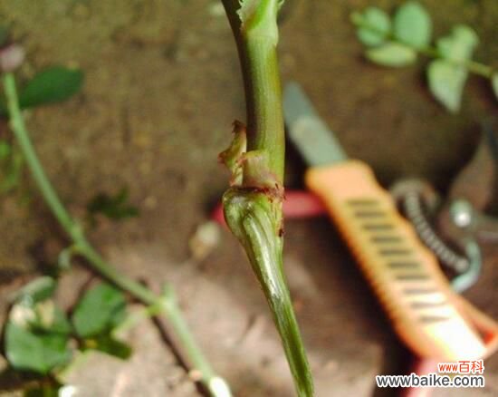 3种 月季花什么时候扦插?月季花的扦插方法