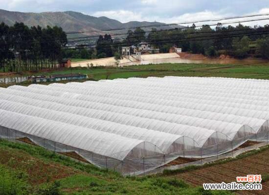 3种 月季花什么时候扦插?月季花的扦插方法