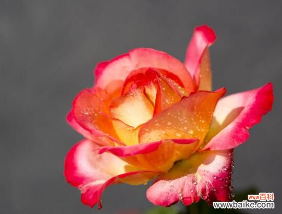 3种 月季花什么时候扦插?月季花的扦插方法