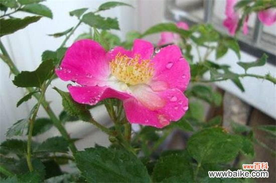 蔷薇花什么时候开？