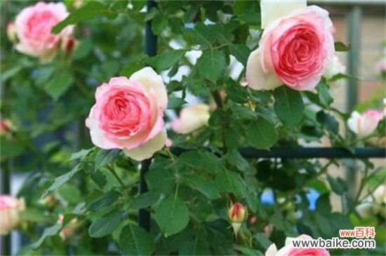 蔷薇花什么时候开？