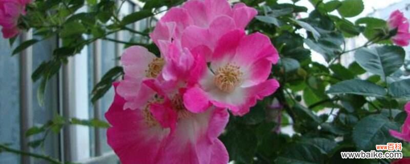 蔷薇花什么时候开？