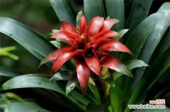 鸿运当头的花从哪里剪？花朵全部剪掉/然后必须分株种植