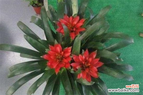 鸿运当头的花从哪里剪？花朵全部剪掉/然后必须分株种植