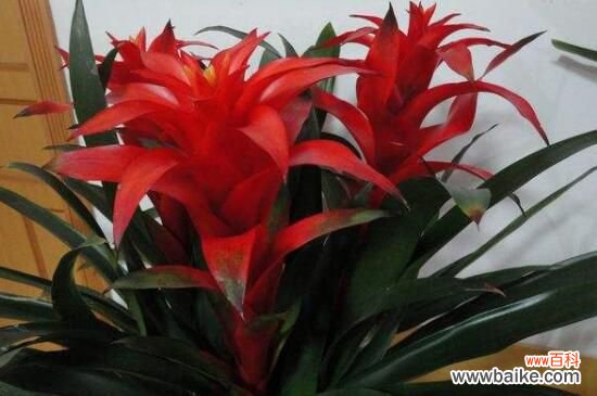 鸿运当头的花从哪里剪？花朵全部剪掉/然后必须分株种植