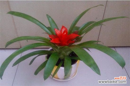 鸿运当头的花从哪里剪？花朵全部剪掉/然后必须分株种植