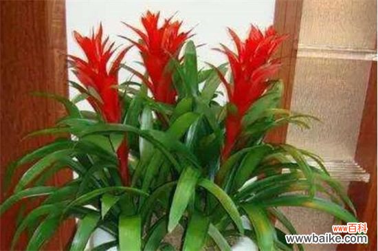 鸿运当头的花从哪里剪？花朵全部剪掉/然后必须分株种植