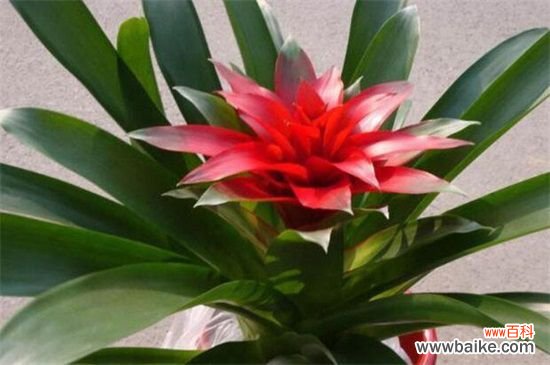 鸿运当头的花从哪里剪？花朵全部剪掉/然后必须分株种植