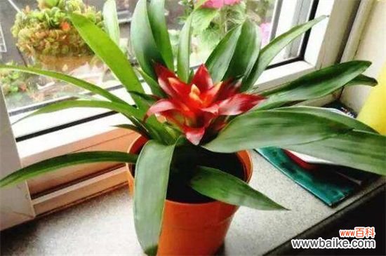 鸿运当头的花从哪里剪？花朵全部剪掉/然后必须分株种植