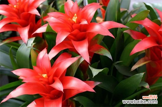 鸿运当头可以养两颗吗,鸿运当头一盆养几颗好