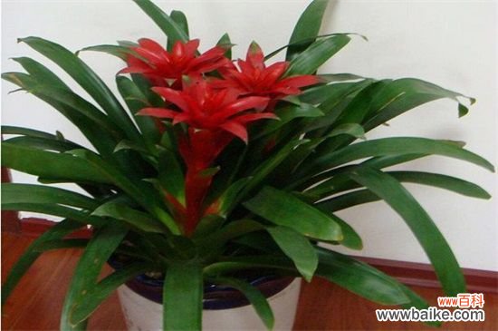 鸿运当头可以养两颗吗,鸿运当头一盆养几颗好