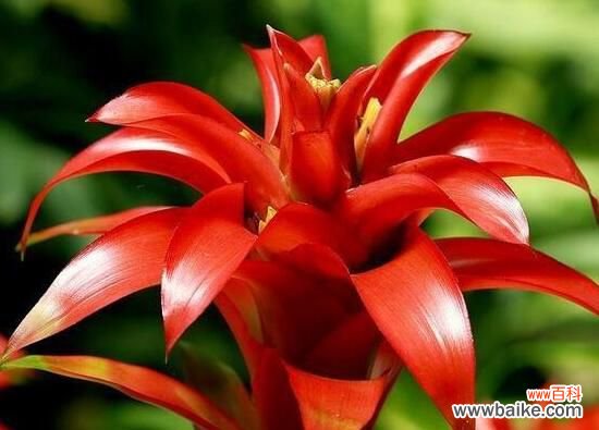 鸿运当头花怎么养才红？温度光照肥料水分土壤缺一不可