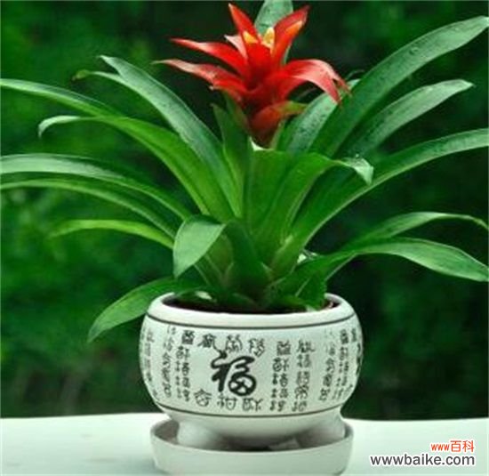 鸿运当头花怎么养才红？温度光照肥料水分土壤缺一不可