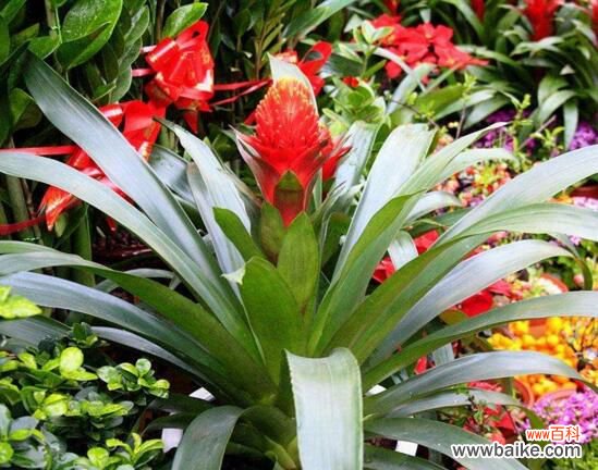 鸿运当头花怎么养才红？温度光照肥料水分土壤缺一不可