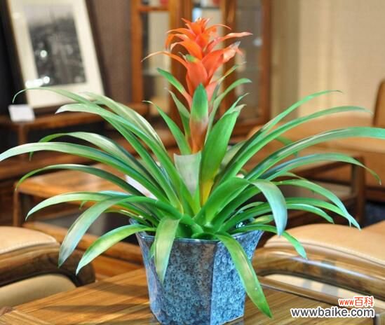 鸿运当头花怎么养才红？温度光照肥料水分土壤缺一不可