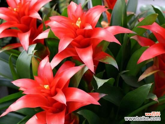 鸿运当头花怎么养才红？温度光照肥料水分土壤缺一不可