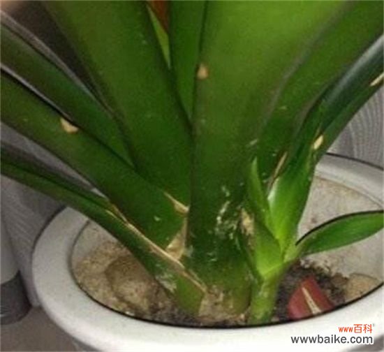 鸿运当头花怎么养才红？温度光照肥料水分土壤缺一不可