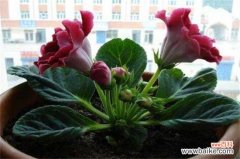 芙蓉花几月开？芙蓉花花期在7～10月