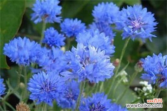 芙蓉花多久浇一次水？一年四季浇水方法