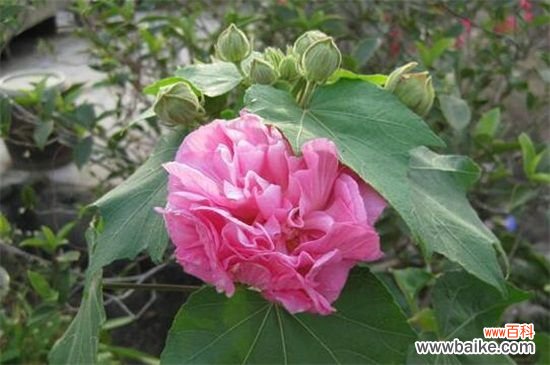 芙蓉花多久浇一次水？一年四季浇水方法