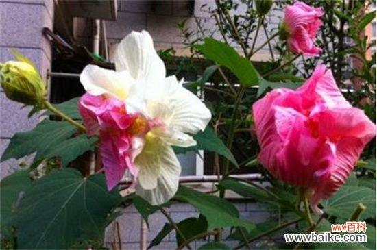 芙蓉花多久浇一次水？一年四季浇水方法