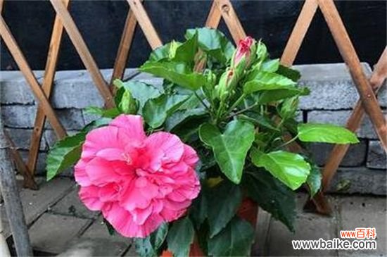 芙蓉花多久浇一次水？一年四季浇水方法