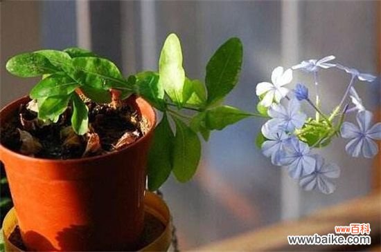 芙蓉花什么时候扦插?春季和秋季扦插成活率过百