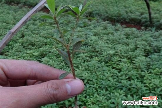 芙蓉花什么时候扦插?春季和秋季扦插成活率过百