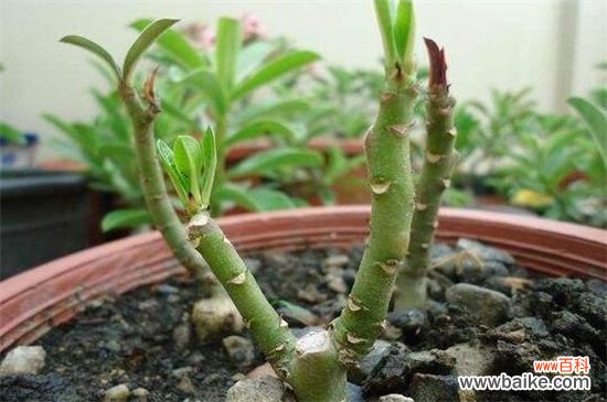 芙蓉花什么时候扦插?春季和秋季扦插成活率过百