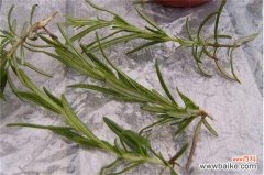 芙蓉花什么时候扦插？春季和秋季扦插成活率过百