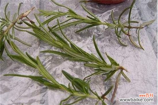 芙蓉花什么时候扦插?春季和秋季扦插成活率过百