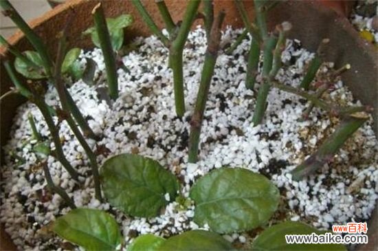 芙蓉花什么时候扦插?春季和秋季扦插成活率过百