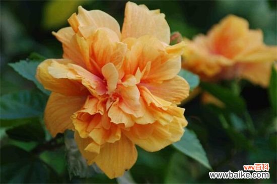 芙蓉是荷花吗?水芙蓉是指荷花