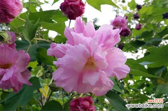 芙蓉是荷花吗?水芙蓉是指荷花