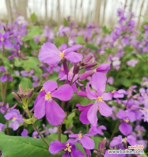 探究春季生长的小清新——二月兰的花语及养护方法 二月兰的花语