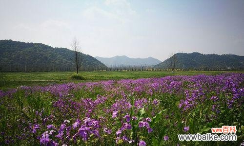 探究春季生长的小清新——二月兰的花语及养护方法 二月兰的花语