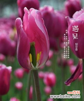 探究紫色郁金香的花语与文化意义 紫色郁金香花语