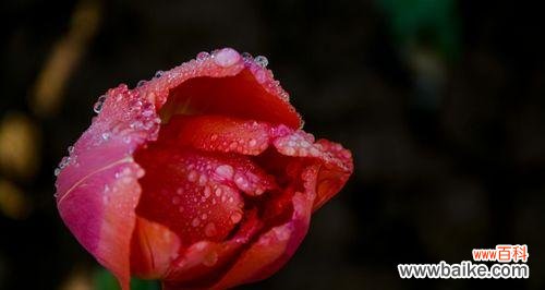 探究紫色郁金香的花语与文化意义 紫色郁金香花语