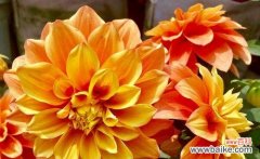 揭秘橙色风信子的内涵和神秘 橙色风信子的花语